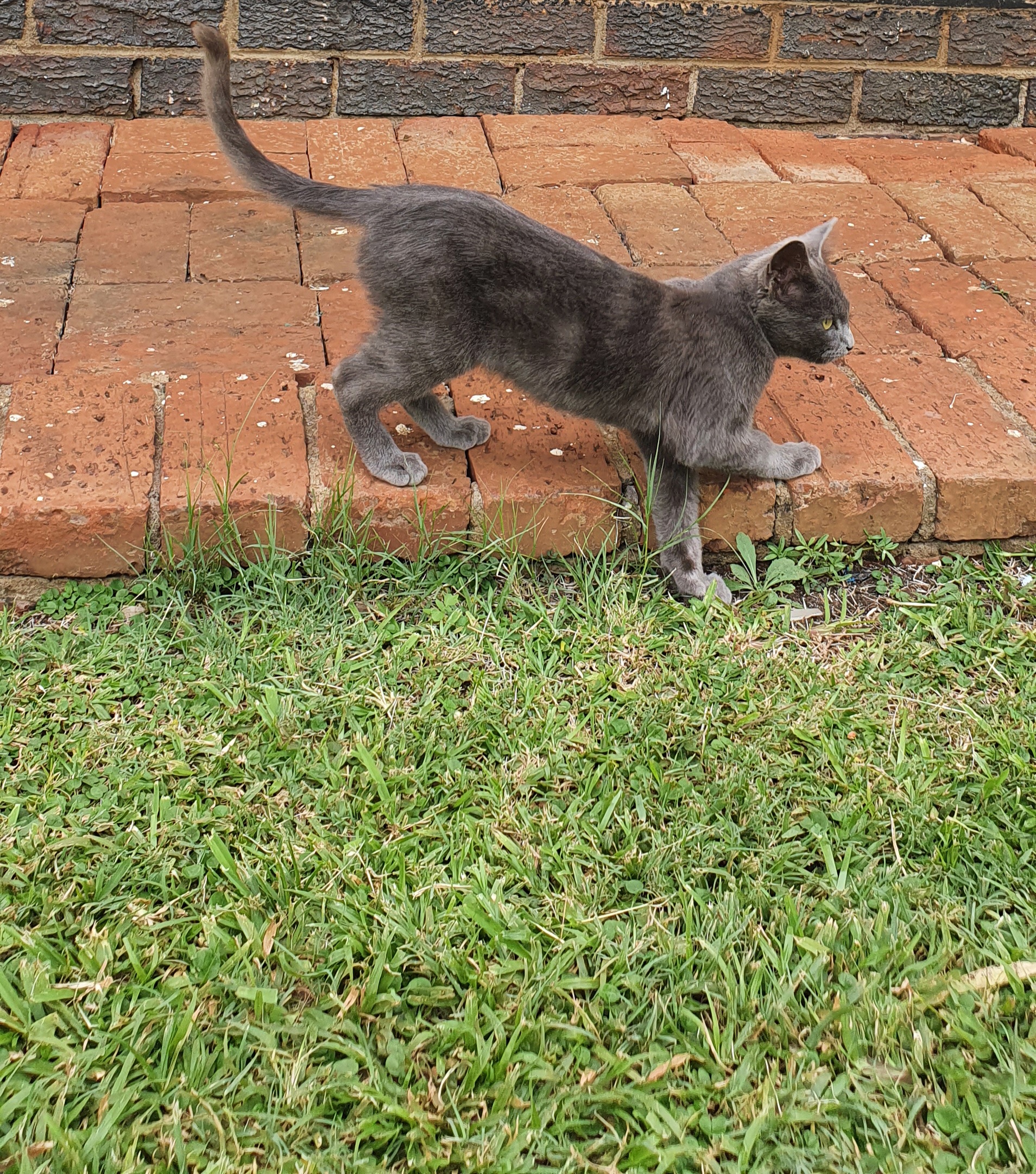 How My Cat Inspired Me to Be a Better Developer